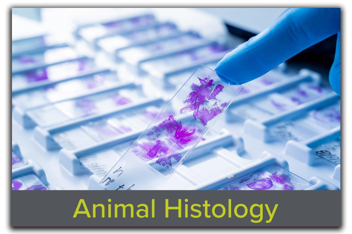 Block featuring an image of a hand in a blue glove holding glass histology slides, with the text "Animal Histology" overlaid, emphasizing Tufts CMS's advanced tissue processing and analysis services.