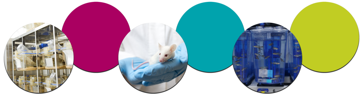 CMS Facilities Image Design with Images of IVCs, a Mouse, and zebrafish tanks with circle colors zigged zagged in between the images