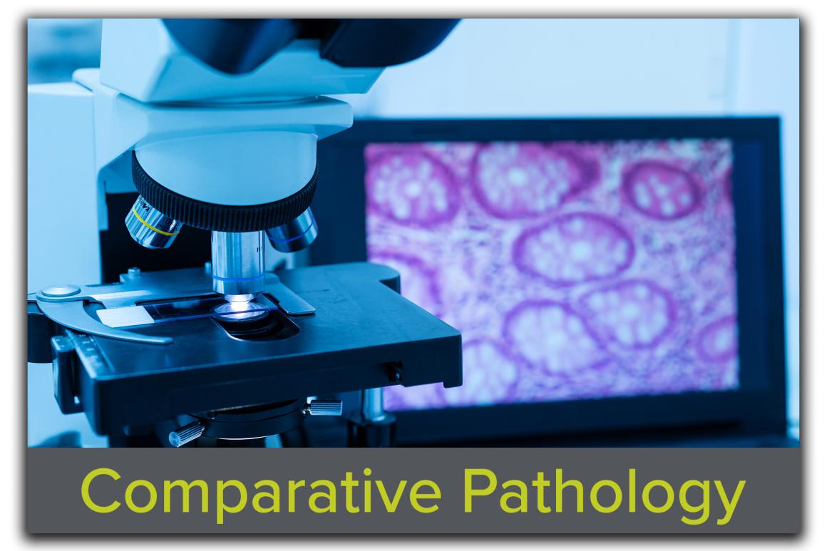 Block featuring an image of a modern microscope, a tissue section slide, and a computer monitor displaying a glandular image, with the text "Comparative Pathology" overlaid, showcasing Tufts CMS's diagnostic and research pathology expertise.