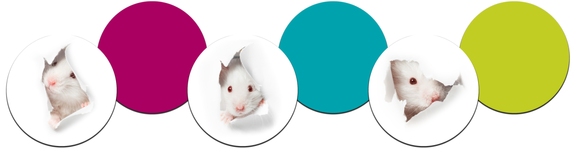 Several pictures of small white mice with colored circled zig zagged