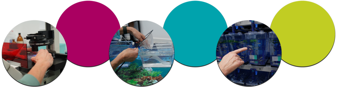 several photos including, someone working with a fluorescent microscope, hands handling fish a tank and someone pointing to zebrafish. images are zig zagged with color circles