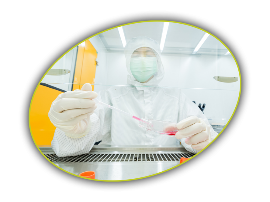 A scientist transfering fresh medium into petri dishes and flasks for cell culture assay in biological cabinet (BSC). Doing molecular experiment in cleanroom facility
