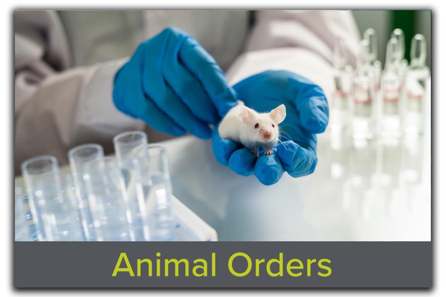 Block featuring an image of a laboratory transgenic mouse resting in a researcher's hand, with the text "Animal Ordering" overlaid, representing Tufts CMS's streamlined animal procurement services.