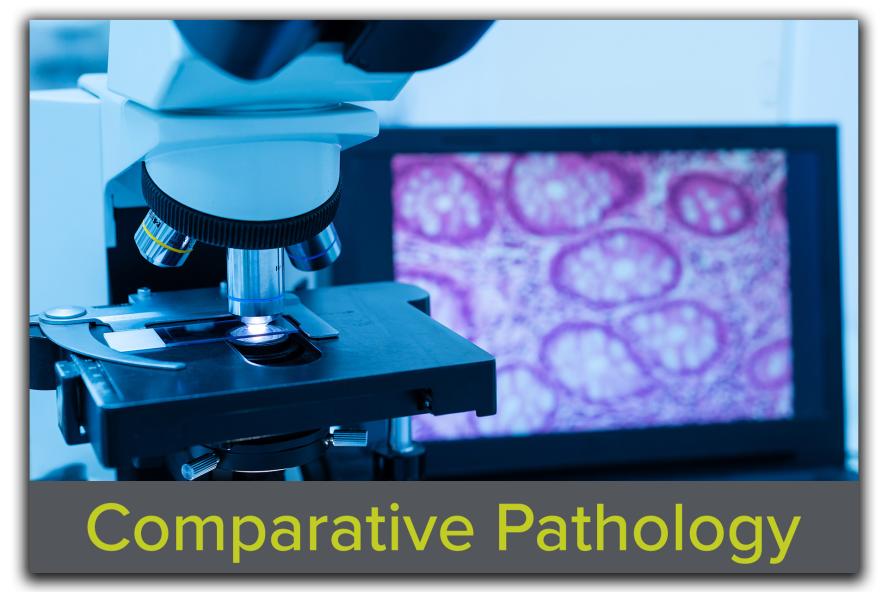 Block featuring an image of a modern microscope, a tissue section slide, and a computer monitor displaying a glandular image, with the text "Comparative Pathology" overlaid, showcasing Tufts CMS's diagnostic and research pathology expertise.