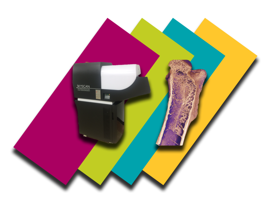 Colorful background bars with a cutout of the Bruker Skyscan 1176 microCT system, showcasing a detailed volumetric rendering produced by its X-ray imaging capabilities.