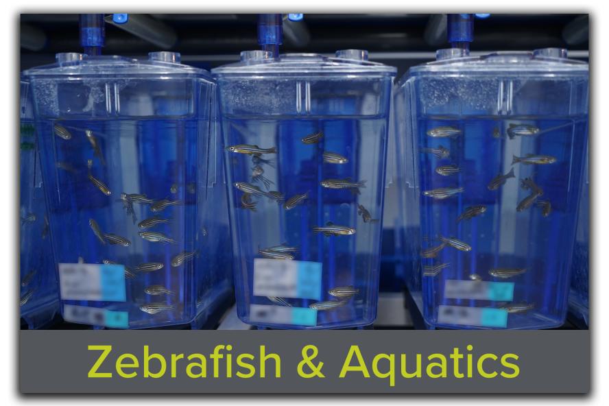 Block featuring an image of zebrafish tanks on a housing system, with the text "Zebrafish and Aquatics" overlaid, showcasing Tufts CMS's specialized aquatic research facilities and support.
