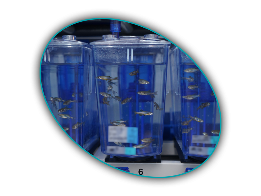 An aquatic housing rack with tanks of zebrafish
