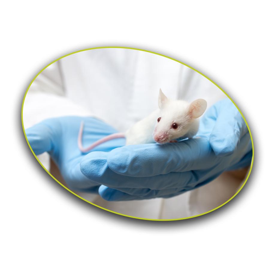 Scientist gently holding a white laboratory mouse (Mus musculus) in gloved hands, representing the vivarium spaces at Tufts CMS.