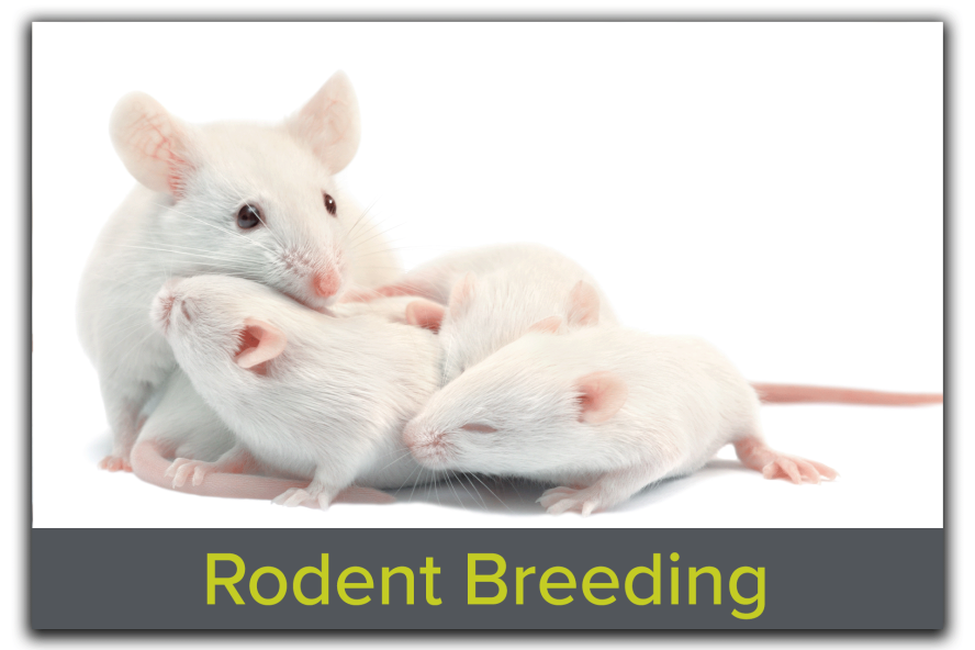 Block featuring an image of a mother mouse with her pups, with the text "Rodent Breeding" overlaid, emphasizing Tufts CMS's expertise in rodent breeding and colony management services.